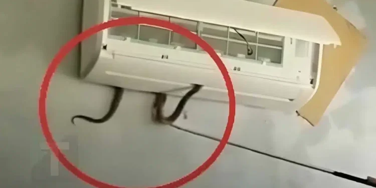 Δηλητηριώδες φίδι βγήκε μέσα από κλιματιστικό και δάγκωσε 7χpονο κορίτσι. Mια ανατριχιαστική προειδοποίηση για έναν κίνδuνο μέσα στο σπίτι