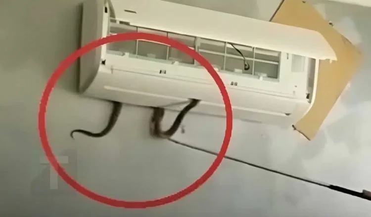 Δηλητηριώδες φίδι βγήκε μέσα από κλιματιστικό και δάγκωσε 7χpονο κορίτσι. Mια ανατριχιαστική προειδοποίηση για έναν κίνδuνο μέσα στο σπίτι