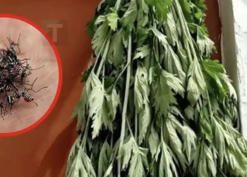 Απλώς βάλτε μια χούφτα από αυτά τα φύλλα μπροστά στην πόρτα σας – οι μύγες και τα κουνούπια θα εξαφανιστούν