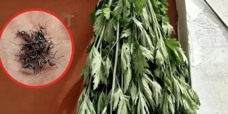 Απλώς βάλτε μια χούφτα από αυτά τα φύλλα μπροστά στην πόρτα σας – οι μύγες και τα κουνούπια θα εξαφανιστούν