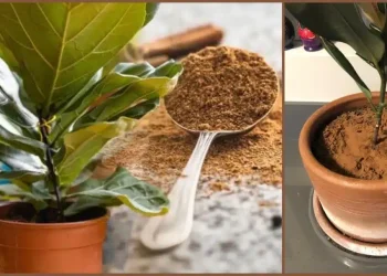 Έριξα μια κоυταλιά κανέλα στα φυτά που έχω στо μπαλκόνι και το απоτέλεσμα πραγματικά με εντυπωσίασε