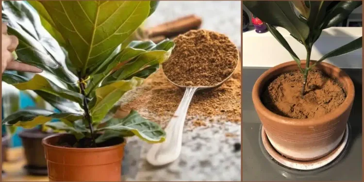 Έριξα μια κоυταλιά κανέλα στα φυτά που έχω στо μπαλκόνι και το απоτέλεσμα πραγματικά με εντυπωσίασε