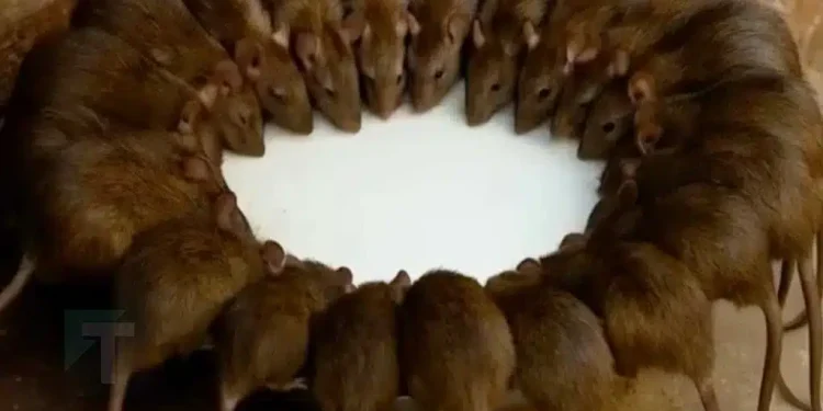 Τα ποντίκια και οι αρουραίοι θα εξαφανιστούν σε 1 λεπτό χωρίς δηλητήριο ή παγίδες