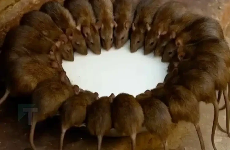 Τα ποντίκια και οι αρουραίοι θα εξαφανιστούν σε 1 λεπτό χωρίς δηλητήριο ή παγίδες