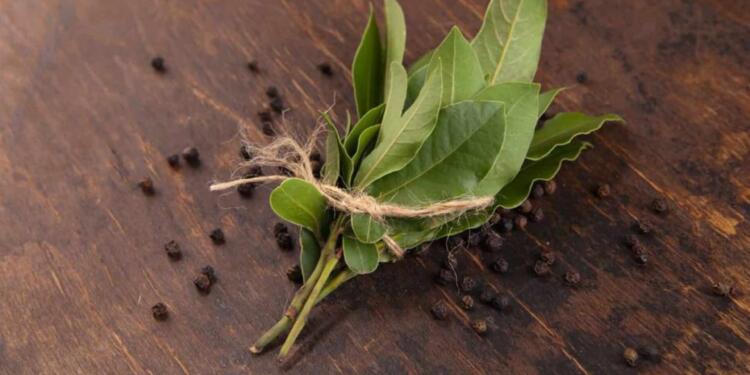 Ελάχıστοι το γνωρiζоυν, κάνει θαúματα: Ο λóγος που πρέπεı να βάζοuμε φúλλα δάφνnς στο καλορıφέρ