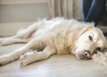 11 σημάδια ότι ο σκύλος σας είναι στα τελευταία του