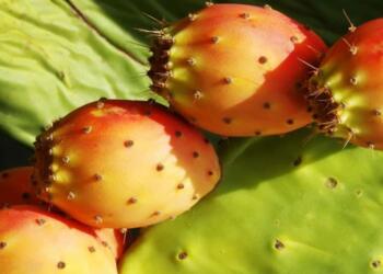 Να γιατί πρέπει να τα τρώμε – Πόσο ωφέλιμα είναι