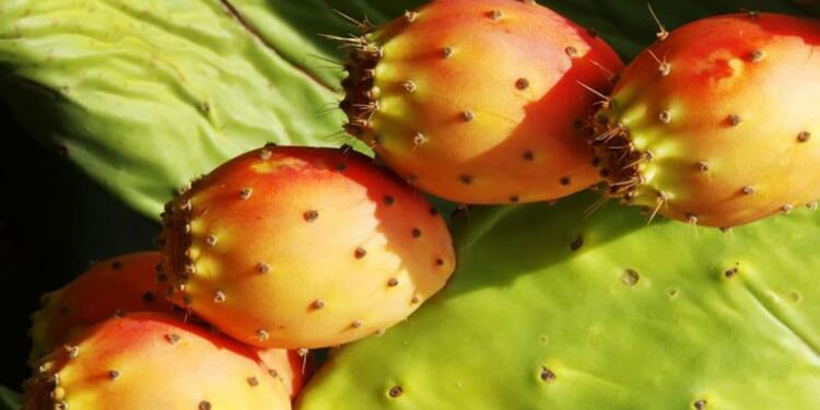 Να γιατί πρέπει να τα τρώμε – Πόσο ωφέλιμα είναι