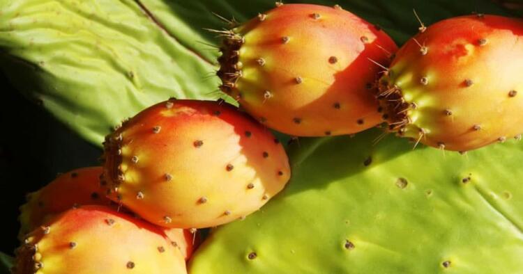 Να γιατί πρέπει να τα τρώμε – Πόσο ωφέλιμα είναι