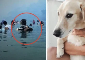 Αντίο Αμόρ! Πέθανε ο σκύλος – σύμβολο στη μεγάλη φωτιά στο Μάτι