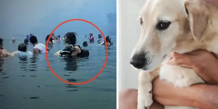 Αντίο Αμόρ! Πέθανε ο σκύλος – σύμβολο στη μεγάλη φωτιά στο Μάτι