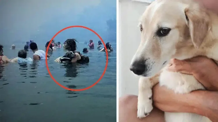 Αντίο Αμόρ! Πέθανε ο σκύλος – σύμβολο στη μεγάλη φωτιά στο Μάτι