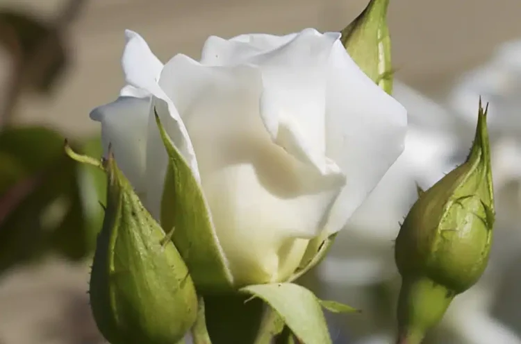 Το αναρριχώμενο φυτό που μεγαλώνει σε χρόνο ρεκόρ και έχει λουλούδια όλο το χρόνο