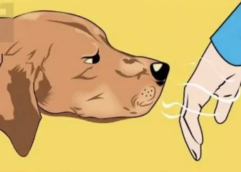 Τα σκυλιά μπορούν να ξεχωρίσουν ποιος είναι καλός και ποιος κακός άνθρωπος