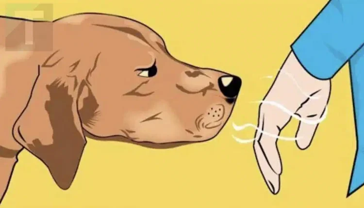 Τα σκυλιά μπορούν να ξεχωρίσουν ποιος είναι καλός και ποιος κακός άνθρωπος