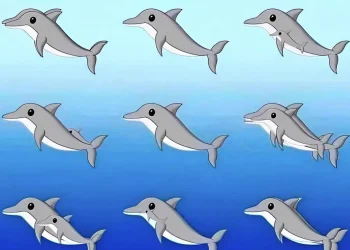 Πόσα δελφίνια υπάρχουν σε αυτή την εικόνα;