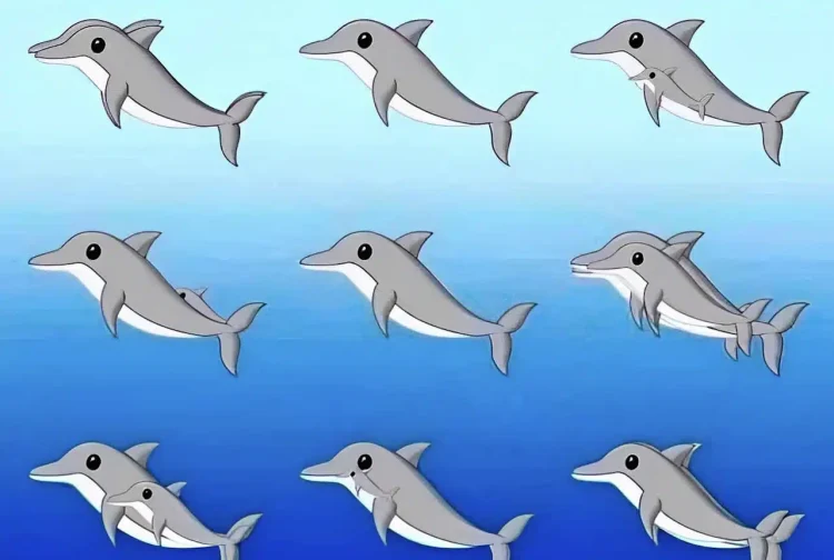 Πόσα δελφίνια υπάρχουν σε αυτή την εικόνα;