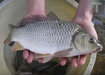 Τα ψάρια με την περισσότερη περιεκτικότητα σε υδράργυρο