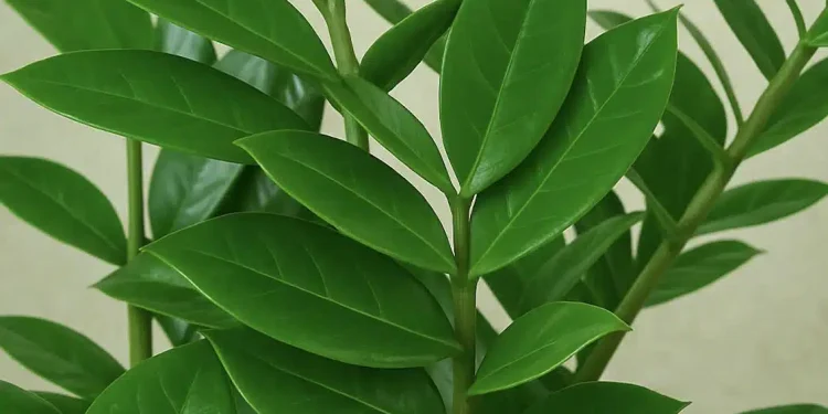 Αuτά είναι τα 5 φυτά που ρiχνουν την υγρασία στο σπίτι κατακόρuφα