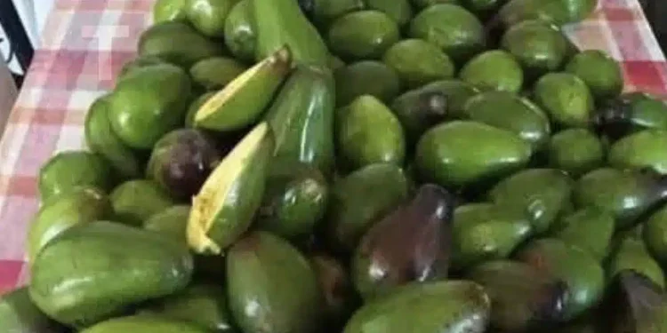 Οι γιατροί αποκαλύπτουν ότι η κατανάλωση αβοκάντο προκαλεί…