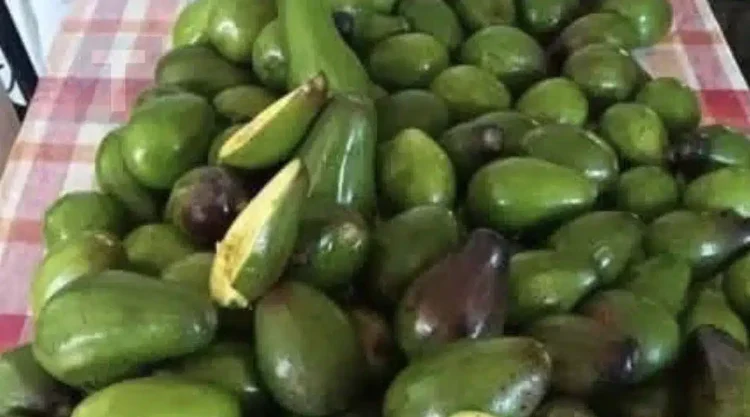 Οι γιατροί αποκαλύπτουν ότι η κατανάλωση αβοκάντο προκαλεί…