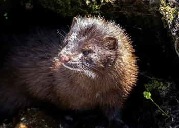 Σοκ στην Καστοριά: Μινκ όρμησε σε κατάκοιτη ηλικιωμένη και την ακρωτηρίασε