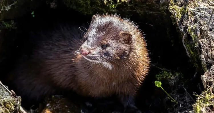 Σοκ στην Καστοριά: Μινκ όρμησε σε κατάκοιτη ηλικιωμένη και την ακρωτηρίασε