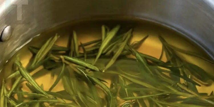 Πώς να φτιάξετε λάδι δενδρολίβανου για την ανακούφιση από τους πόνους σε μύες και αρθρώσεις