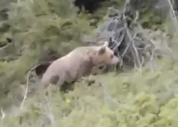 Δράμα: Συγκλονιστικό βίντεο από την επίθεση αρκούδας στον ορειβάτη