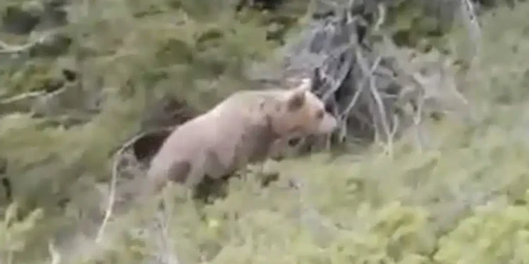 Δράμα: Συγκλονιστικό βίντεο από την επίθεση αρκούδας στον ορειβάτη