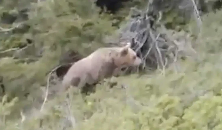 Δράμα: Συγκλονιστικό βίντεο από την επίθεση αρκούδας στον ορειβάτη