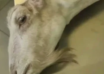 Φρίκη στην Ηλεία: Πέταξαν κοντά στο φράγμα του Αλφειού ζωντανή κατσίκα που είχε ακρωτηριαστεί λόγω παστουρώματος