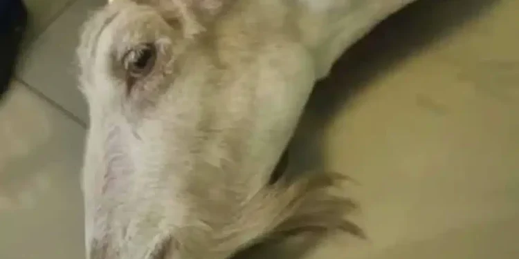 Φρίκη στην Ηλεία: Πέταξαν κοντά στο φράγμα του Αλφειού ζωντανή κατσίκα που είχε ακρωτηριαστεί λόγω παστουρώματος