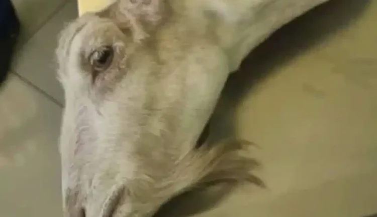 Φρίκη στην Ηλεία: Πέταξαν κοντά στο φράγμα του Αλφειού ζωντανή κατσίκα που είχε ακρωτηριαστεί λόγω παστουρώματος