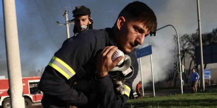 Πυροσβέστες έσωσαν γατάκια από τη φωτιά στο εργοστάσιο στο Μενίδι