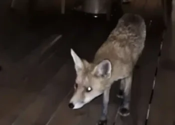 Αλεπού σε εστιατόριο ξενοδοχείου, κυκλοφορούσε ανάμεσα στα τραπέζια στη Γλυφάδα