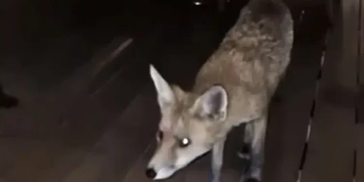 Αλεπού σε εστιατόριο ξενοδοχείου, κυκλοφορούσε ανάμεσα στα τραπέζια στη Γλυφάδα