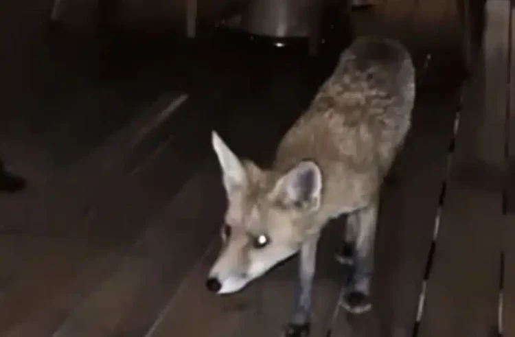 Αλεπού σε εστιατόριο ξενοδοχείου, κυκλοφορούσε ανάμεσα στα τραπέζια στη Γλυφάδα