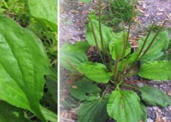 Η γιαγιά το αποκαλούσε «το φύλλο που γιατρεύει» – Φυτρώνει σε κάθε κήπο και έχει εκπληκτικές φαρμακευτικές ιδιότητες