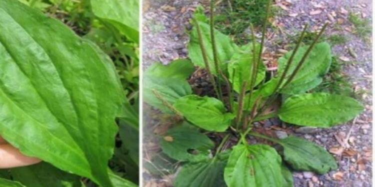 Η γιαγιά το αποκαλούσε «το φύλλο που γιατρεύει» – Φυτρώνει σε κάθε κήπο και έχει εκπληκτικές φαρμακευτικές ιδιότητες