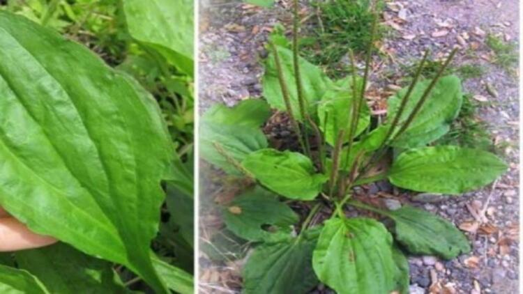 Η γιαγιά το αποκαλούσε «το φύλλο που γιατρεύει» – Φυτρώνει σε κάθε κήπο και έχει εκπληκτικές φαρμακευτικές ιδιότητες