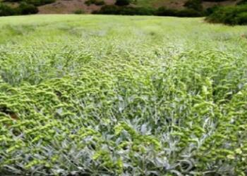 Οστεοπόρωση: Το ελληνικό βότανο που δυναμώνει και προστατεύει τα κόκκαλα