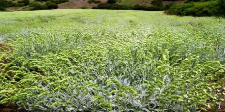 Οστεοπόρωση: Το ελληνικό βότανο που δυναμώνει και προστατεύει τα κόκκαλα