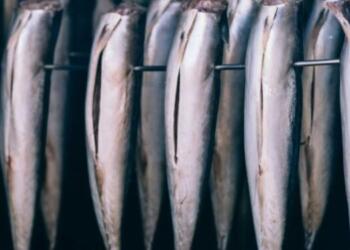 Το πιο δηλητηριώδες ψάρι στον κόσμο: Έχει 70 παράσιτα και τρώγεται σε όλα τα σπίτια