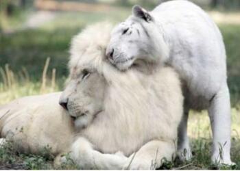 Ένα άσπρο λιοντάρι και μια άσπρη τίγρης έκαναν μωρά. Το αποτέλεσμα είναι τόσο όμορφο!
