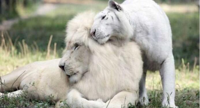 Ένα άσπρο λιοντάρι και μια άσπρη τίγρης έκαναν μωρά. Το αποτέλεσμα είναι τόσο όμορφο!