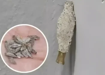 Ώστε αυτή είναι η ταυτότητα του ενόχου πίσω από εκείνα τα παράξενα μικρά σακουλάκια στους τοίχους μας