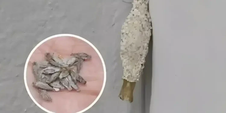 Ώστε αυτή είναι η ταυτότητα του ενόχου πίσω από εκείνα τα παράξενα μικρά σακουλάκια στους τοίχους μας