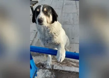 Νέα κτηνωδία: Πυροβόλησαν και σκότωσαν αδέσποτο σκύλο στη Λίμνη Ευβοίας – Αναζητείται ο δράστης