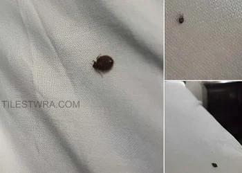 Αν βρείτε αuτό μέσα στο σπίτι σας, να τι πρέπει να γνωρίζετε